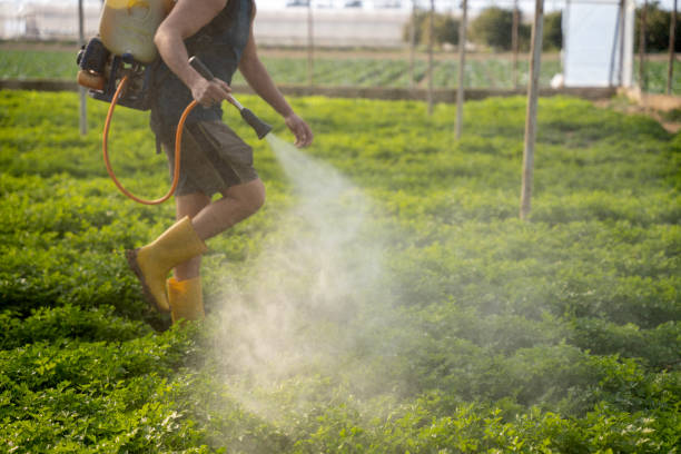 Best Ant Control Services  in Waimalu, HI