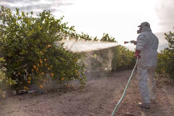 Best Insect Control  in Waimalu, HI